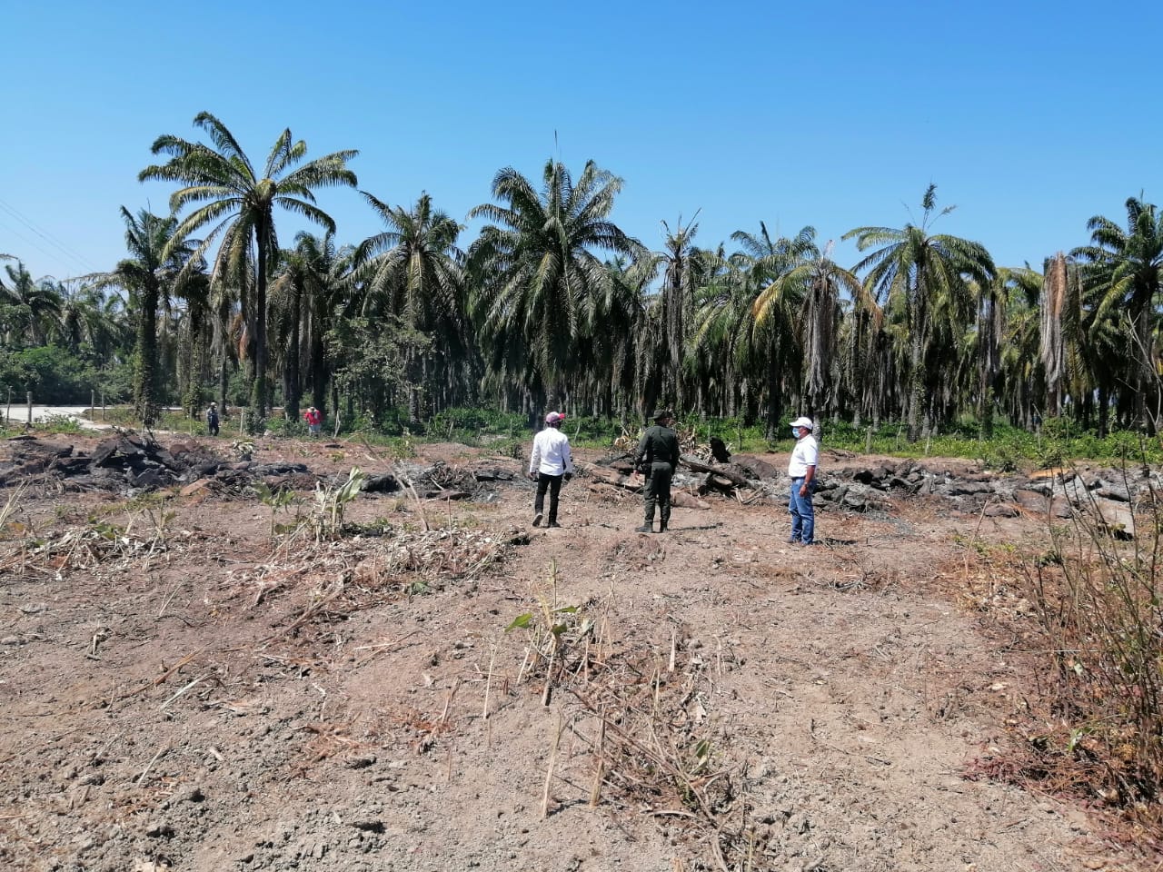 Imagen de terreno con siembra de palma. Funcionarios inspeccionan